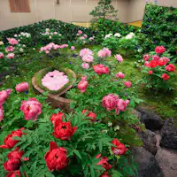 【由志園】一年中県花の牡丹が見れる庭園