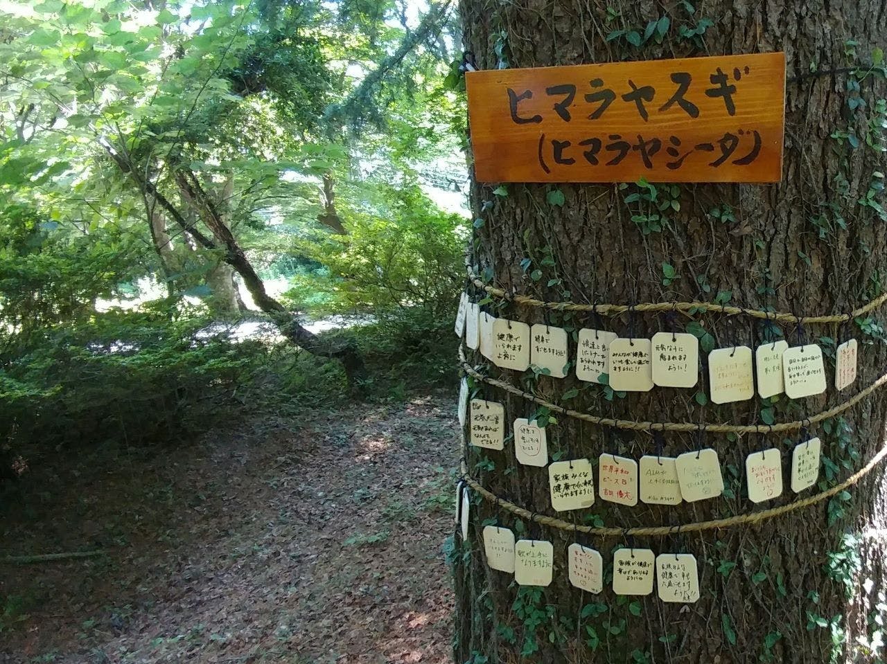 市川別館　晴観荘