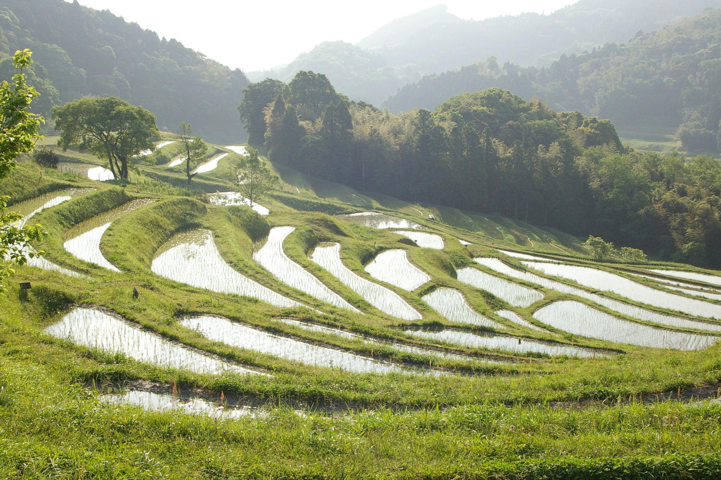 日本の棚田百選にも選ばれいてる大山千枚田