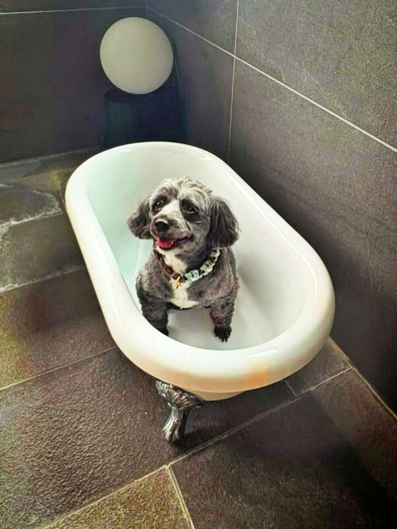 【ご宿泊のお客さま】ゆずちゃん。