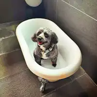 【ご宿泊のお客さま】ゆずちゃん。