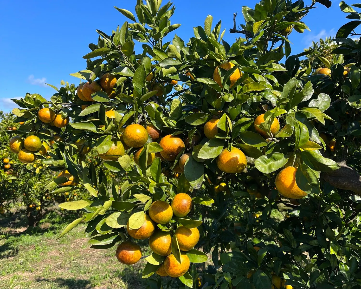 Kebun Jeruk Mikanyen Yūhigaoka