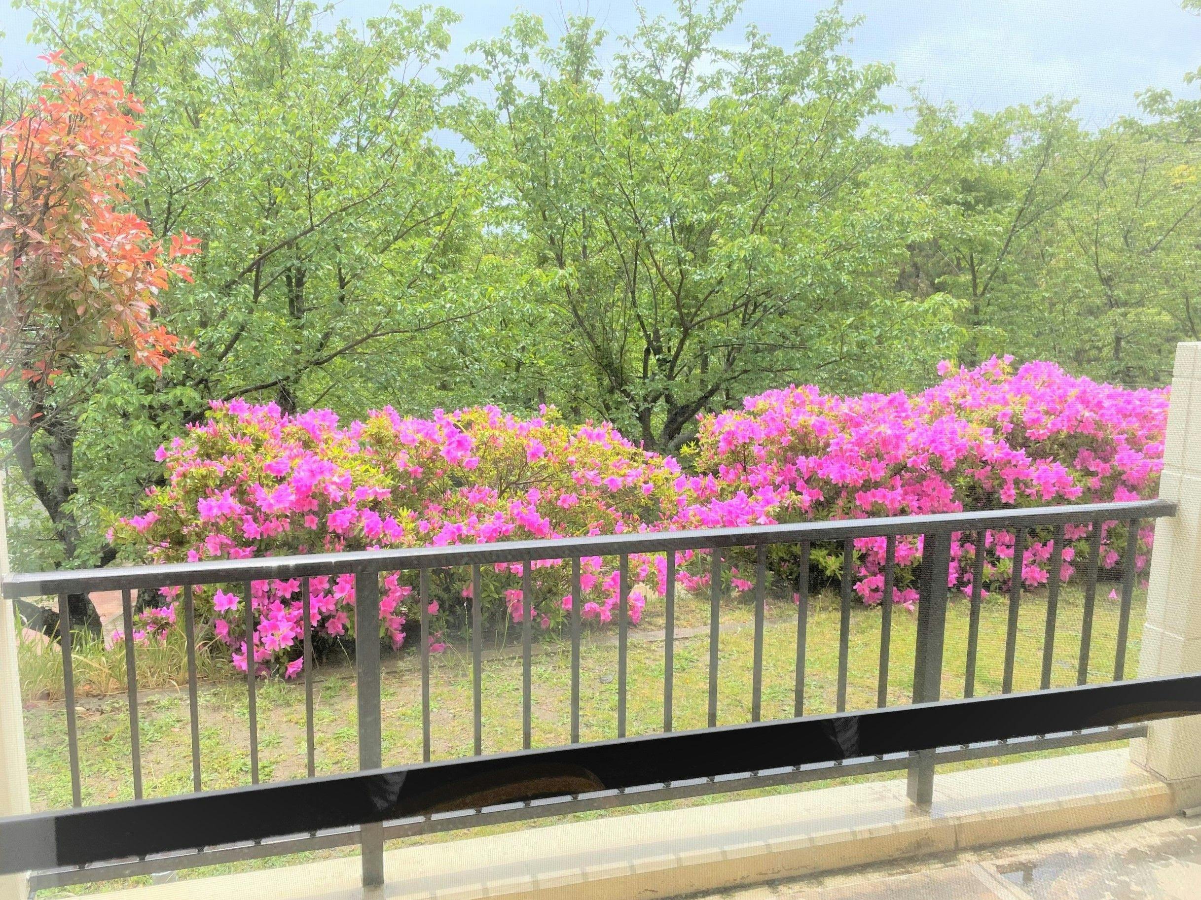 ベランダの前にツツジ