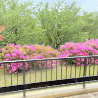 ベランダの前にツツジ