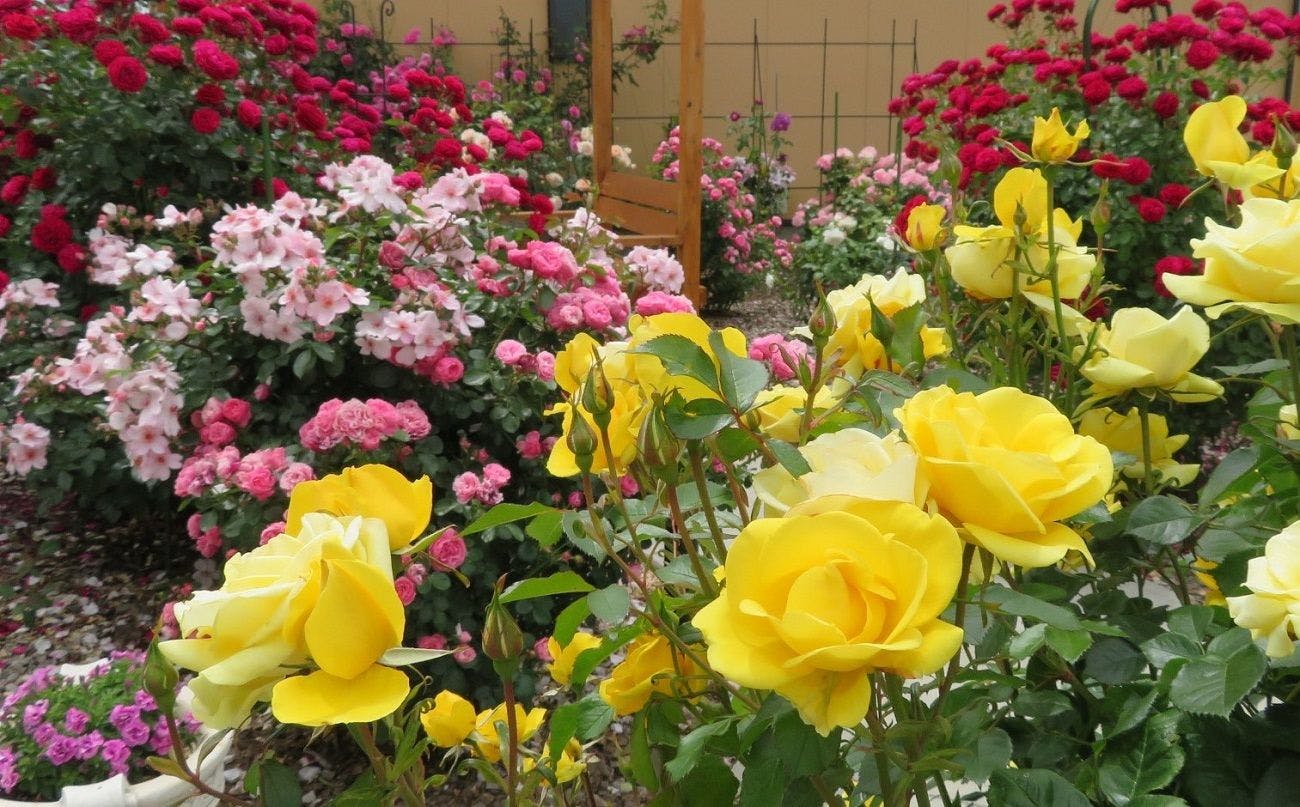 花の宿　夢富士