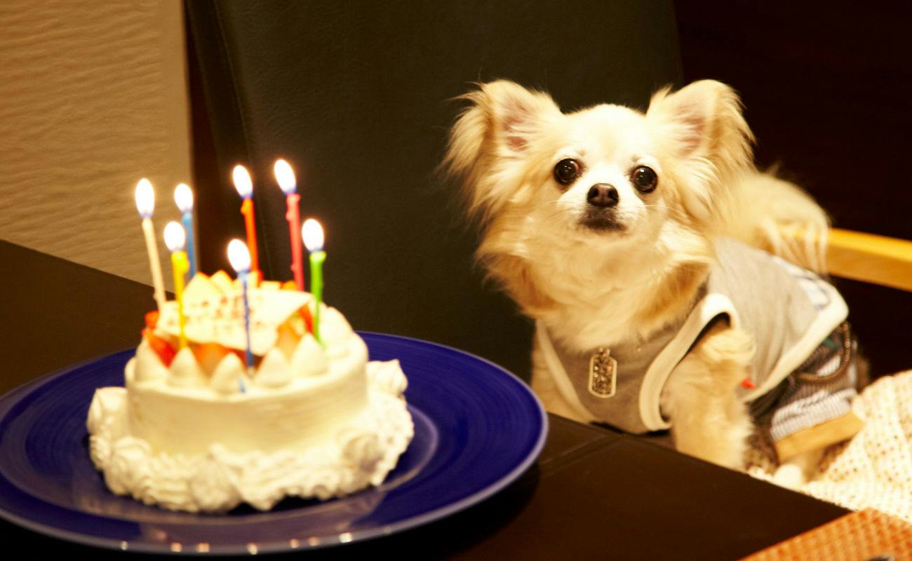 ワンちゃんのお誕生日・記念日お祝いプラン（2026年3月～）