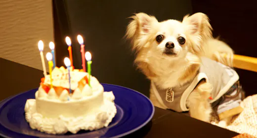 ワンちゃんのお誕生日・記念日お祝いプラン(2026年3月~)