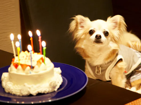 ワンちゃんのお誕生日・記念日お祝いプラン(2026年3月~)