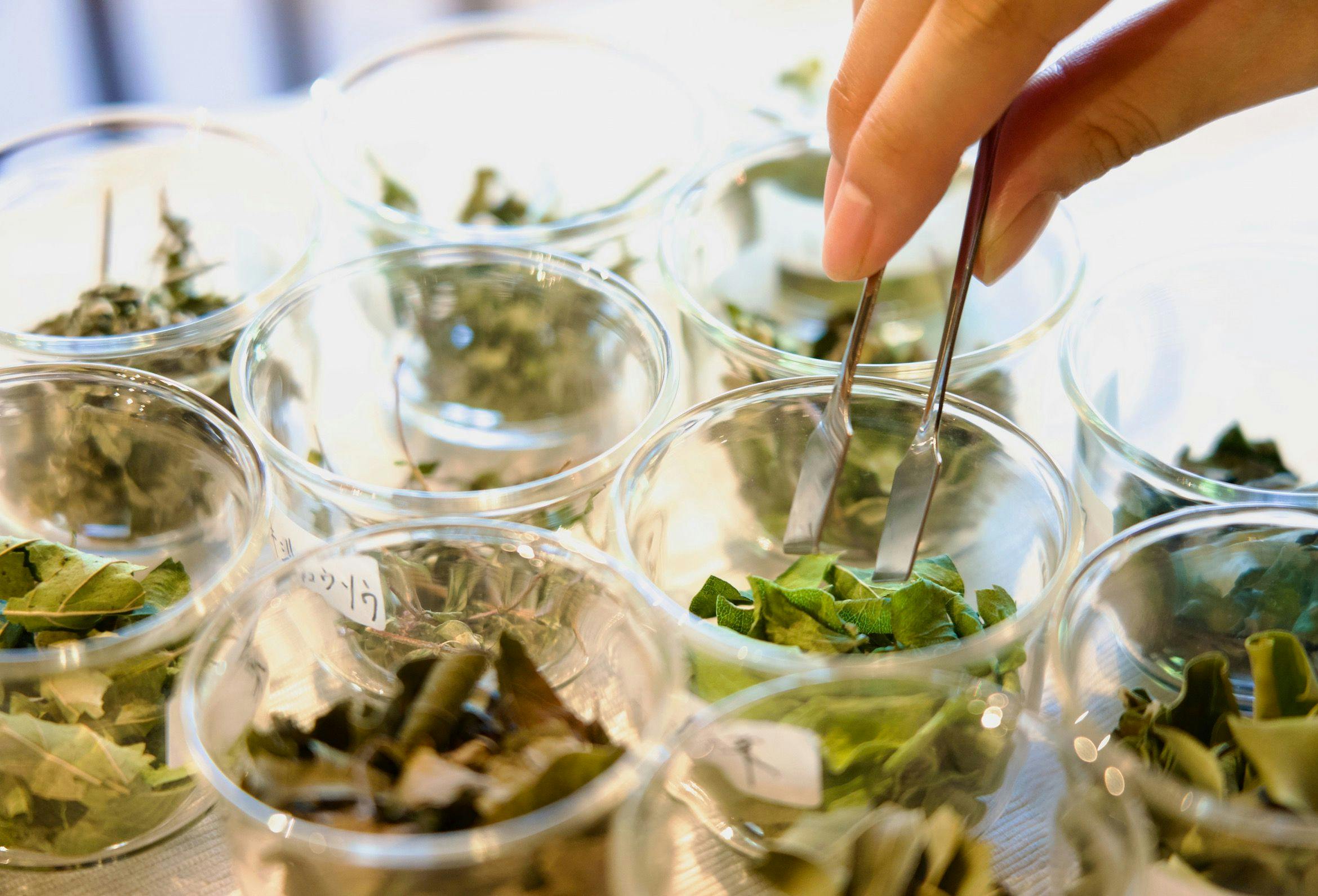 【ประสบการณ์การผสมชาสมุนไพรญี่ปุ่น】