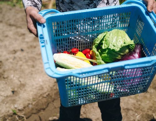 【レストランで使う食材】