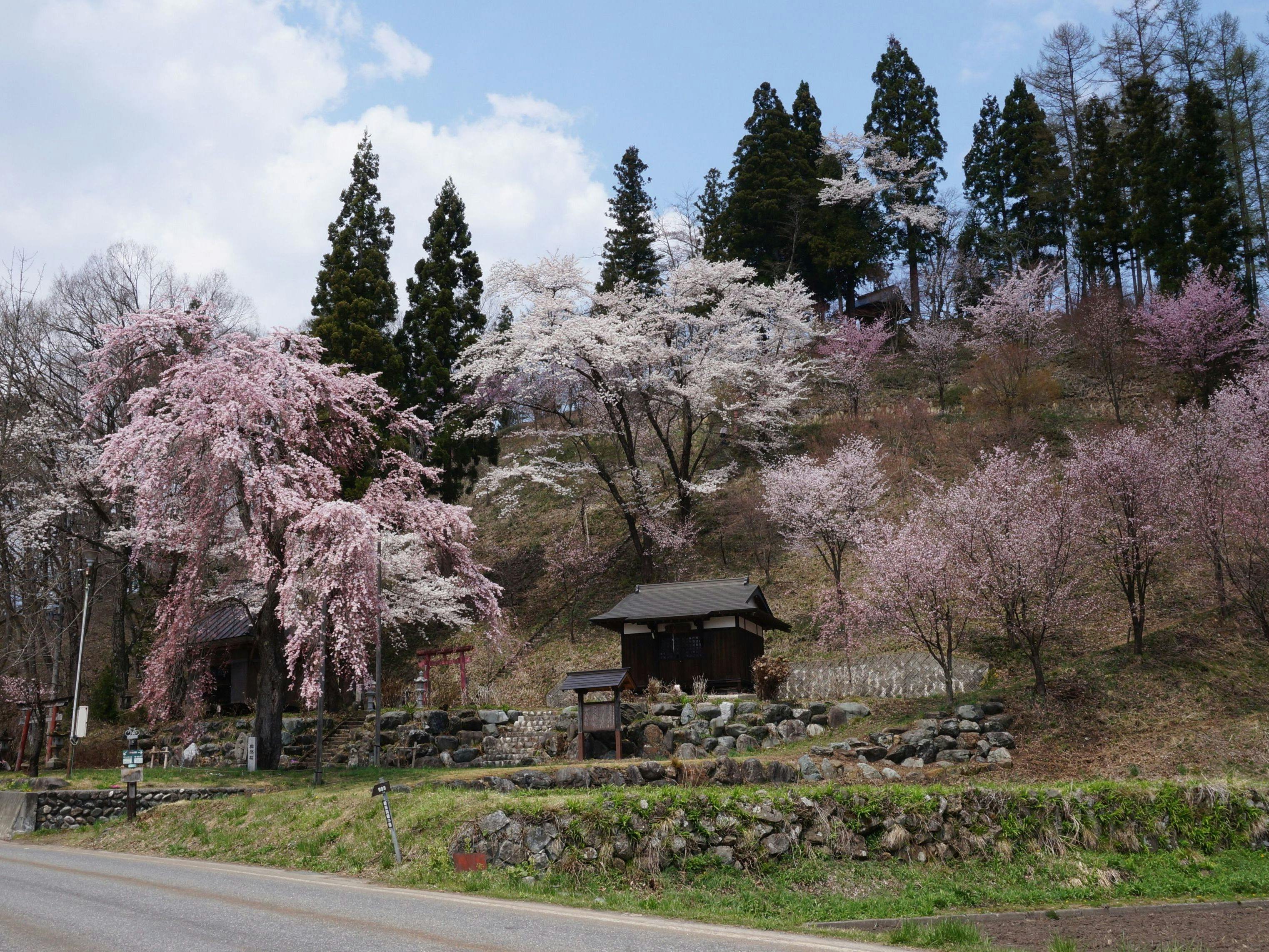 GWの白馬の桜