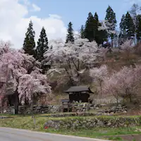 GWの白馬の桜