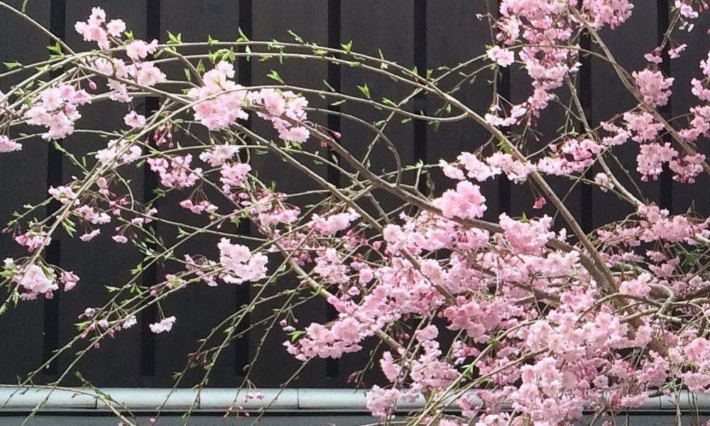 京宿 うさぎ