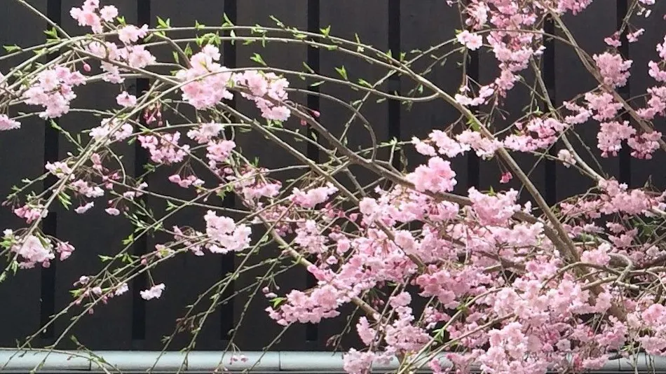 Kyoyado USAGI