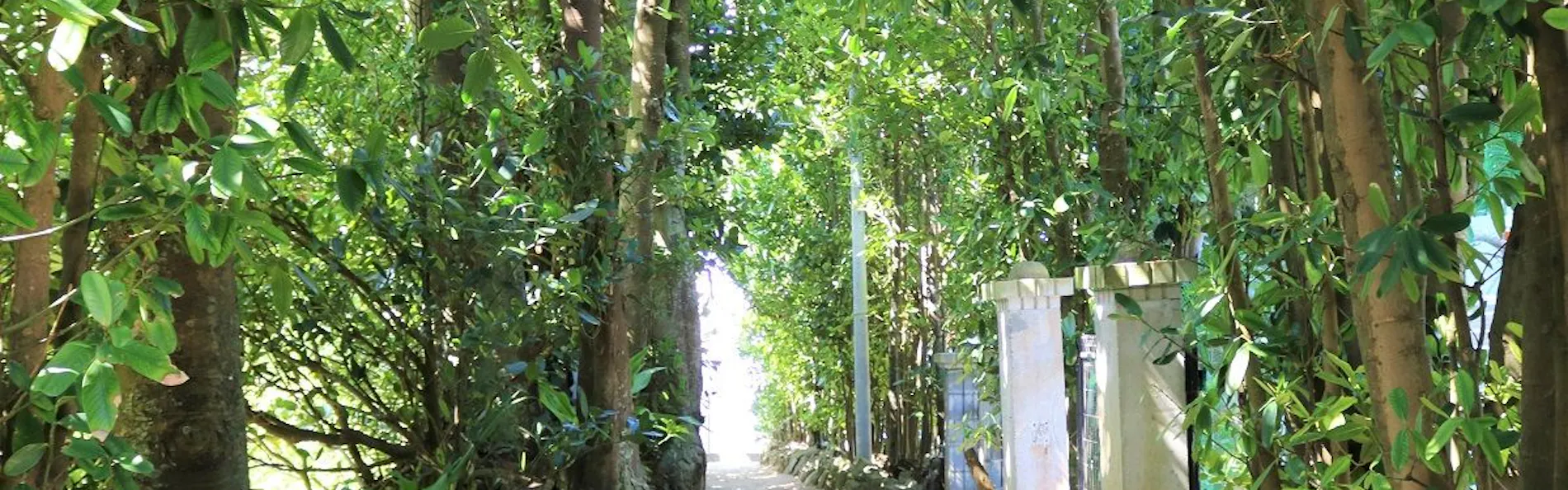 Fukugi Terrace