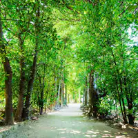 備瀬フクギ並木