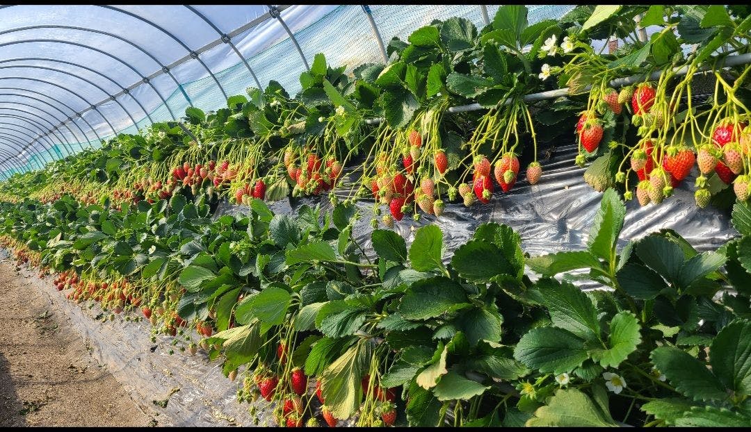 สตรอว์เบอร์รีอิชิกากิ