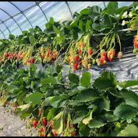 สตรอว์เบอร์รีอิชิกากิ