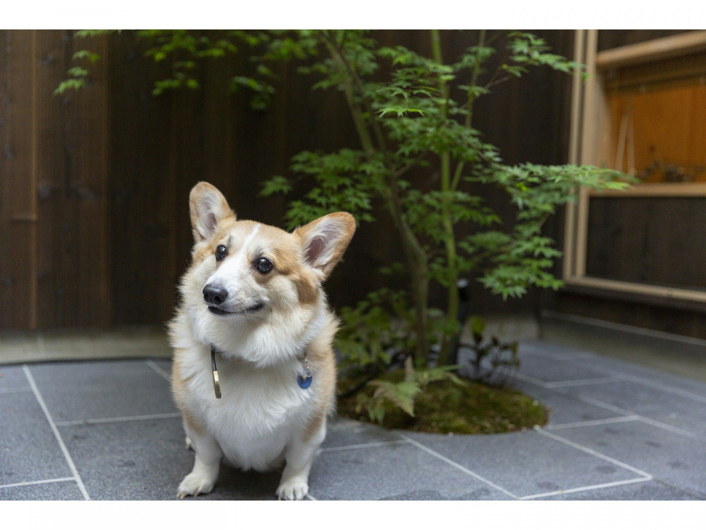 21年最新 京都駅周辺でペットと泊まれる宿ランキング 一休 Com