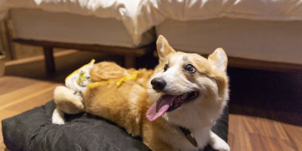 22年最新 京都周辺でペットと泊まれる宿 2ページ ランキング 一休 Com 22年最新 京都周辺でペットと泊まれる宿 2ページ ランキング 一休 Com