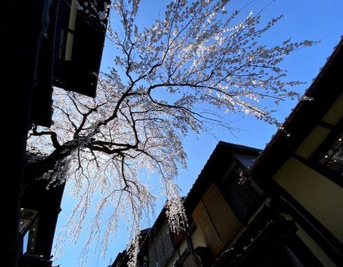 宿からほど近くの、産寧坂の桜です。