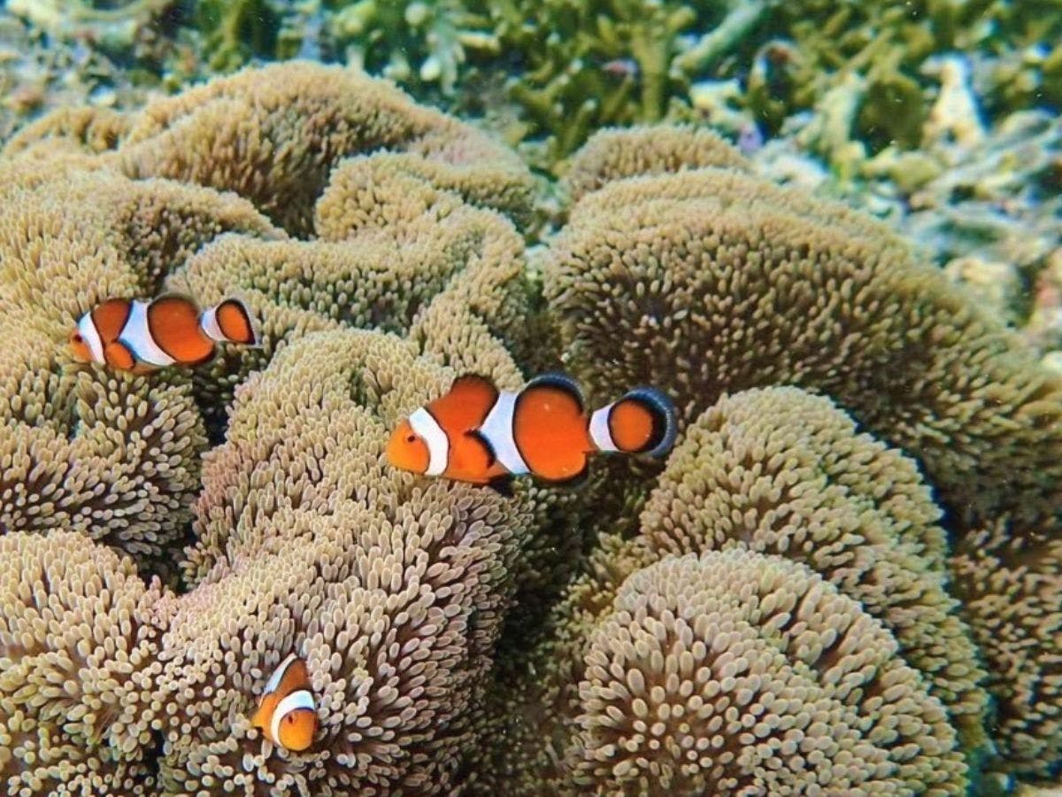 เพลิดเพลินกับปลาและสีฟ้าแห่งมิยาโกะ