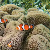 เพลิดเพลินกับปลาและสีฟ้าแห่งมิยาโกะ