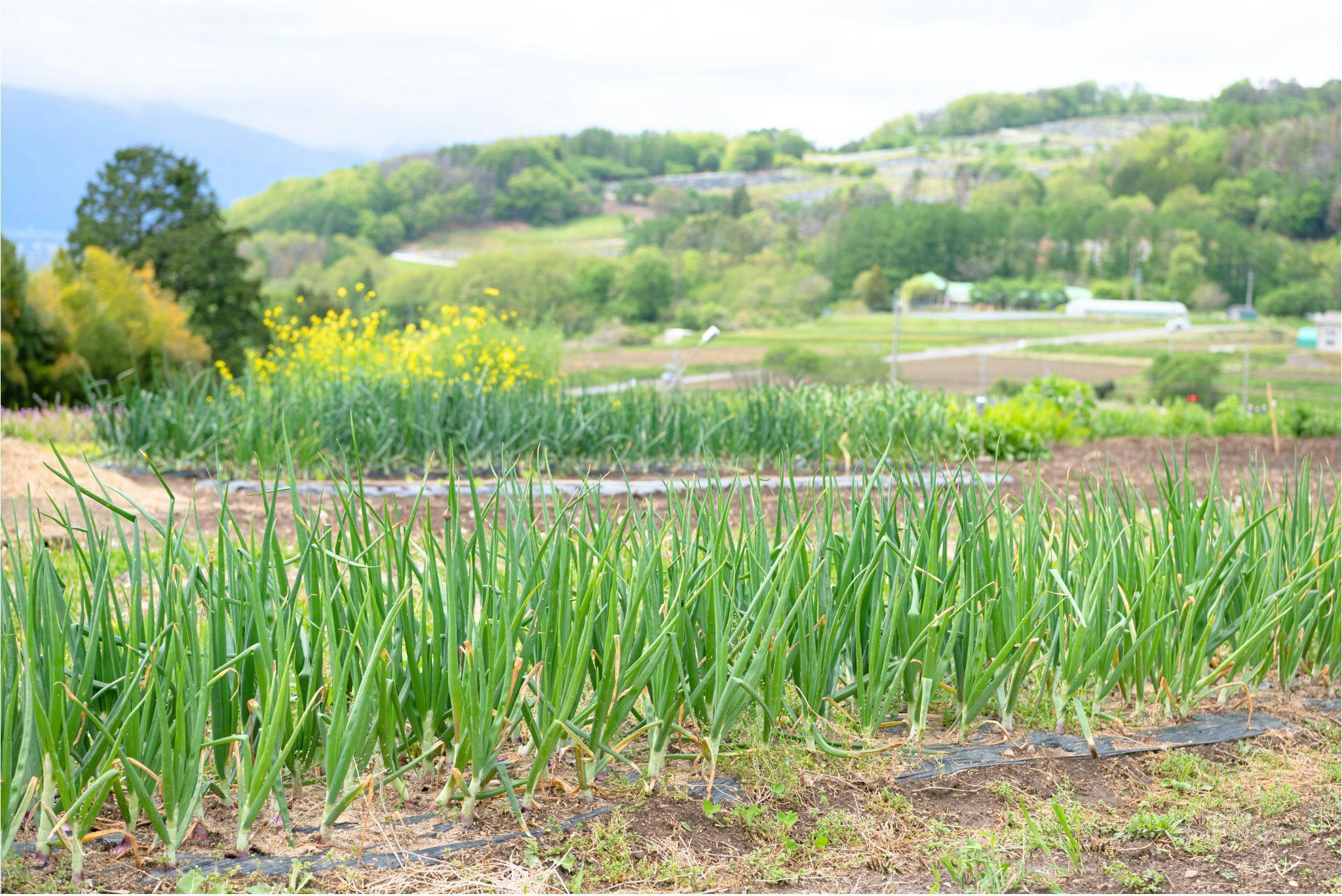 Satoyama villa DEN