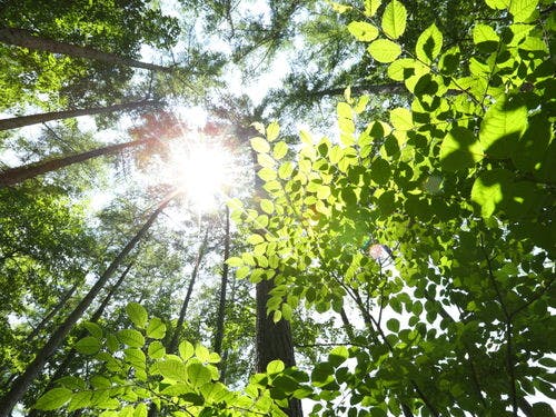 プライベートの森