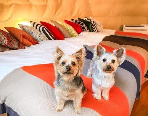 10_ペットグランピングスカイデッキ付