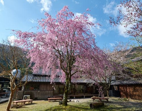 敷地内では枝垂桜やソメイヨシノが咲き誇る