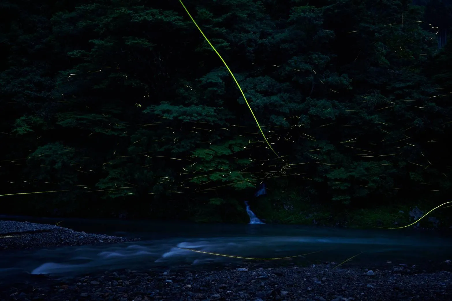 ホタルをご覧いただけます