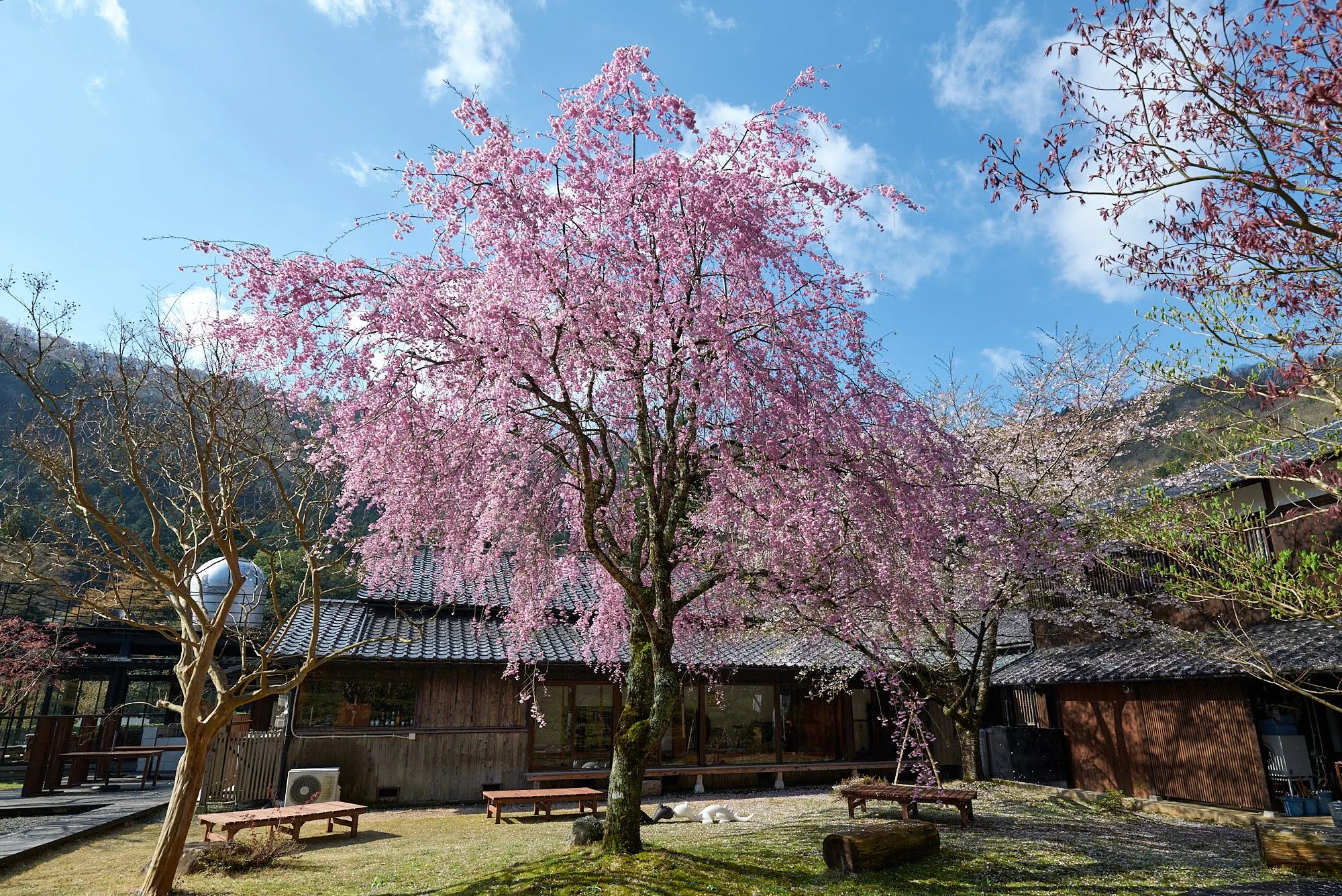 敷地内では枝垂桜やソメイヨシノが咲き誇る
