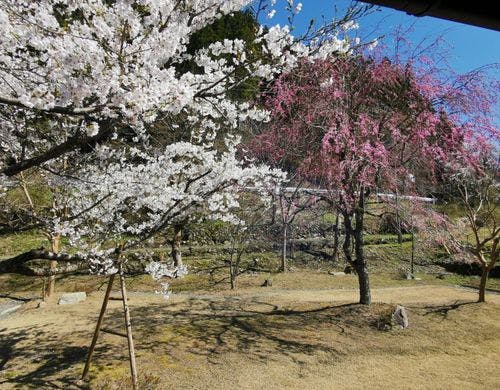 施設内にある枝垂れ桜やソメイヨシノ