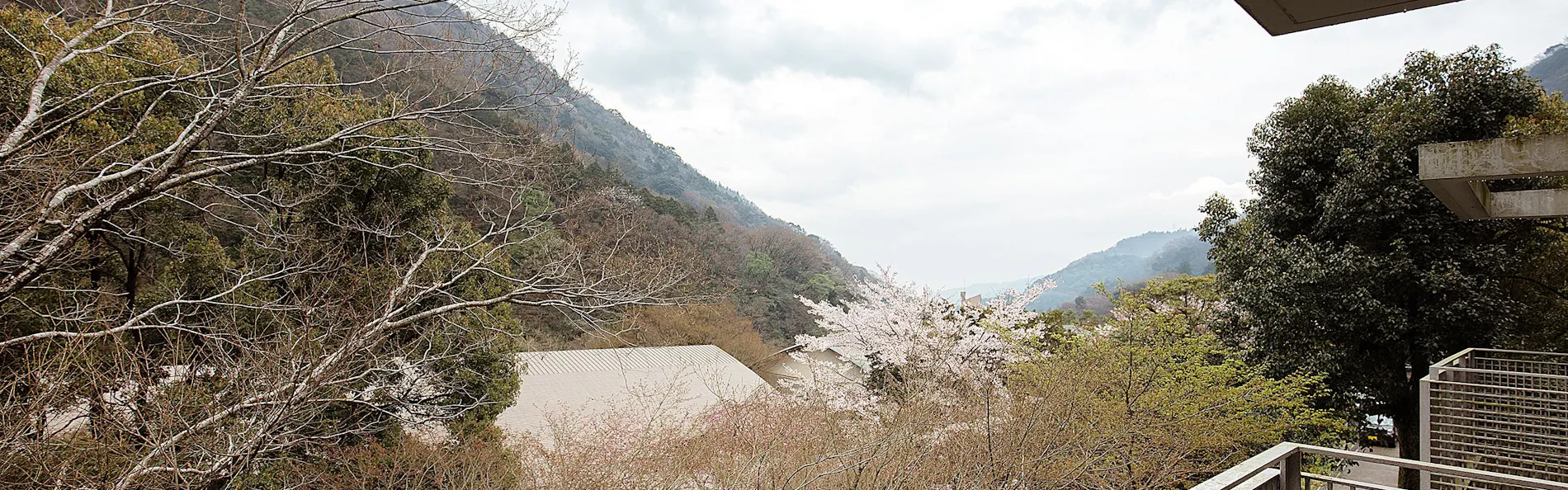 コンドミニアム桜
