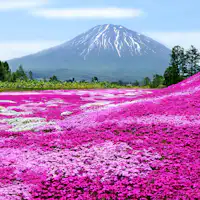 ฤดูร้อนในนิเซโกะ (ดอกชิบะซากุระ)