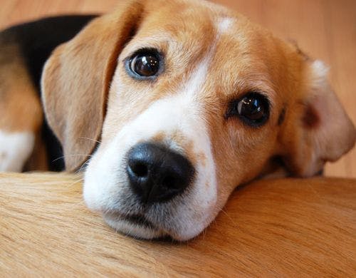 プライベートドッグラン