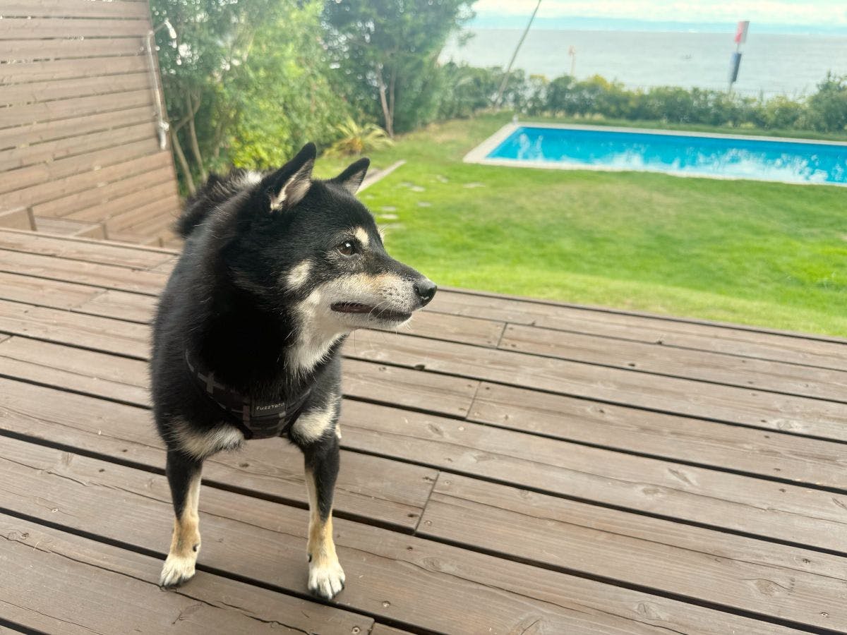 2025년 11월 1일부터 강아지와 함께 숙소 이용 가능