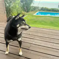 2025년 11월 1일부터 강아지와 함께 숙소 이용 가능