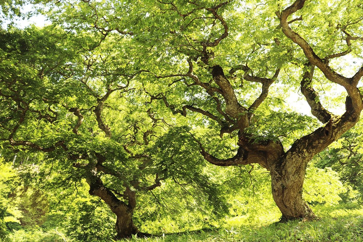 กลุ่มต้นเทงกุชิเดที่มีเพียงแห่งเดียวในโลก