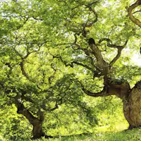 กลุ่มต้นเทงกุชิเดที่มีเพียงแห่งเดียวในโลก