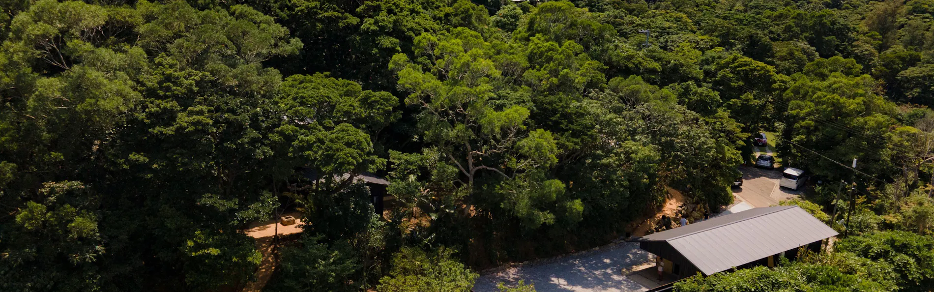 今帰仁 石蕗