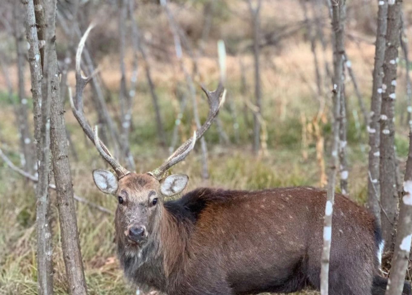 八ヶ岳といえば鹿！