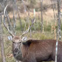 八ヶ岳といえば鹿!