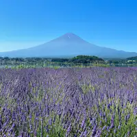 ภูเขาไฟฟูจิจากริมทะเลสาบคาวากุจิ (ฤดูร้อน)