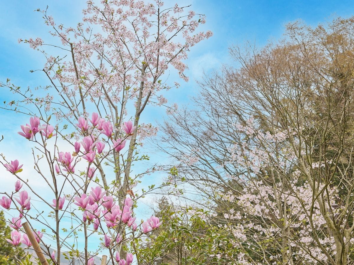 Rakuten STAY TERRACE 箱根小涌谷