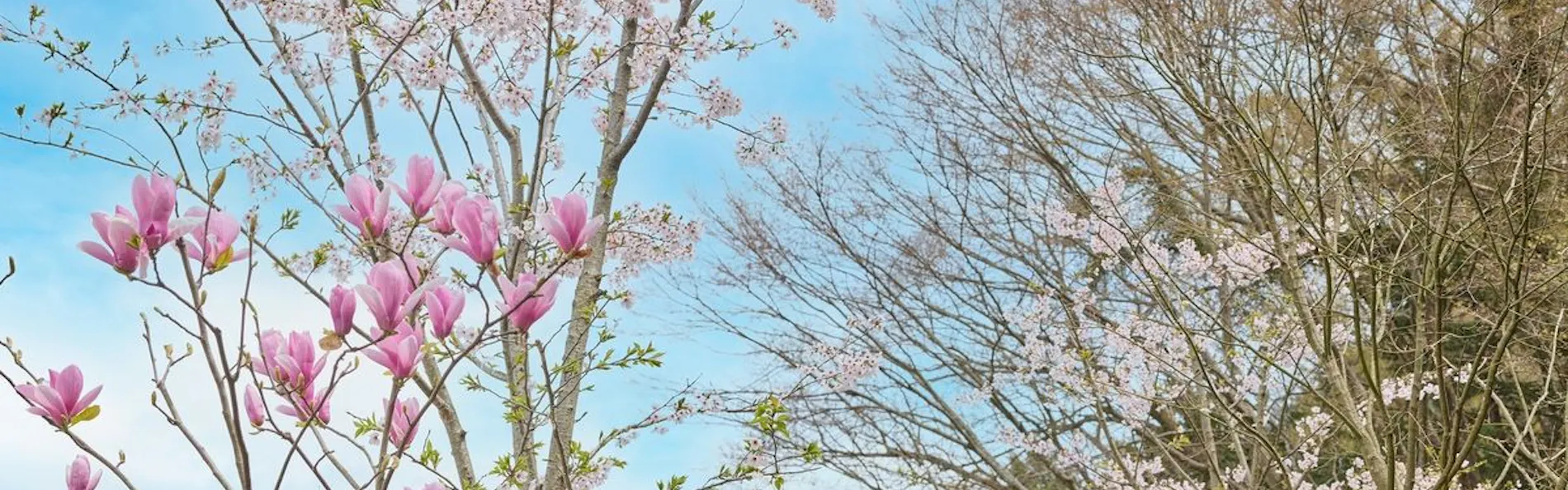 Rakuten STAY TERRACE 箱根小涌谷