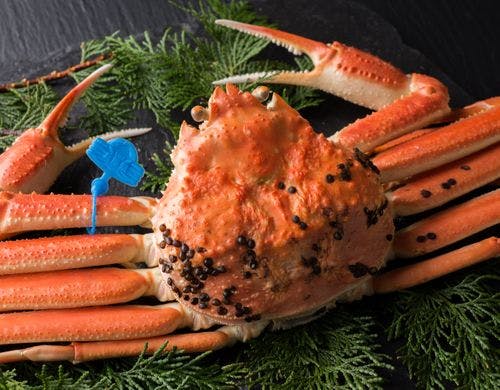 【夕食オプション】冬の味覚の王様・松葉蟹