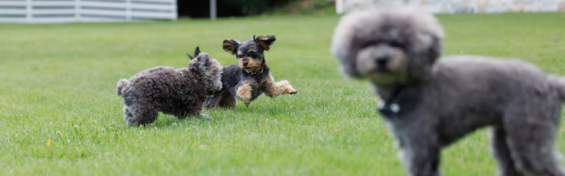 The dog villa Olive