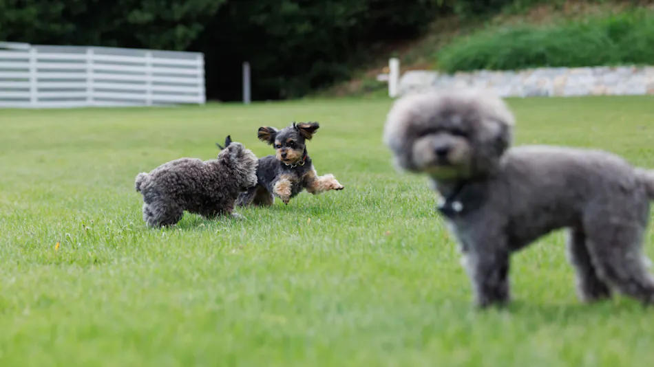 The Dog Villa Olive